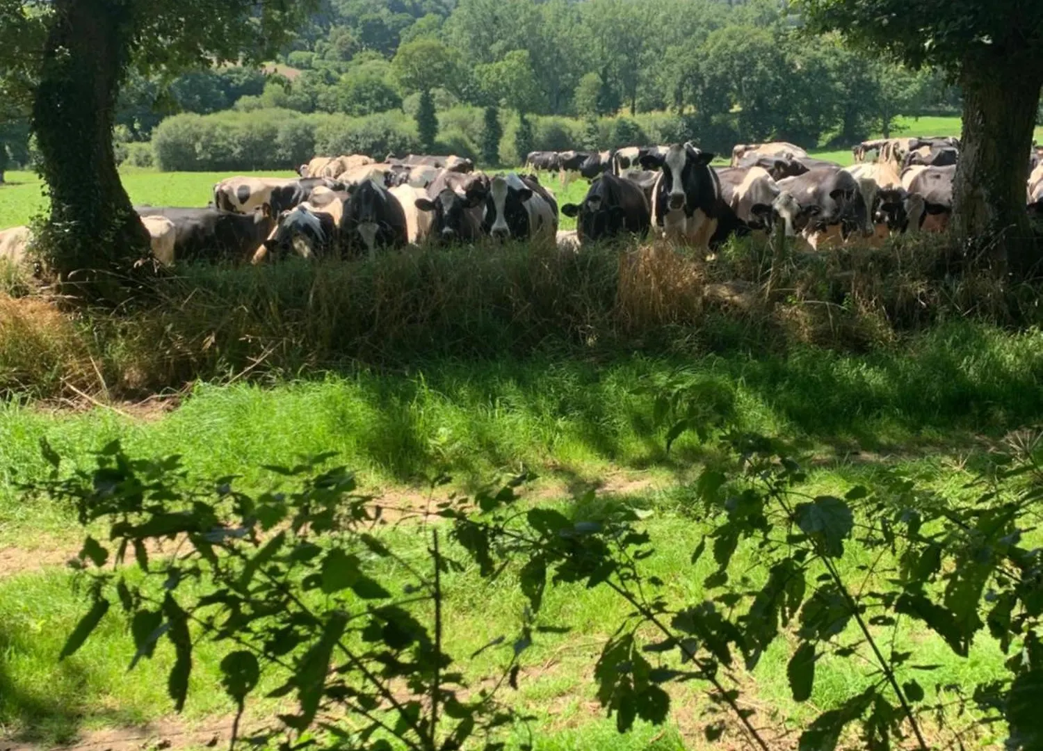 Countryside Retreat In Brittany 2 Bedrooms Sleeps 4 Pet Friendly Heated Swimming Pool Free Wifi Plouguenast-Langast Apartman